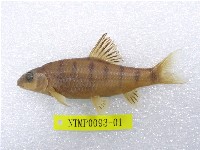 藏品(臺灣石(魚賓))的圖片